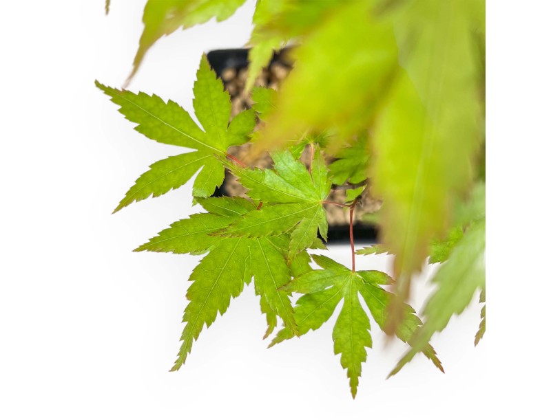 Acer Palmatum Katsura - Acero - 33 cm