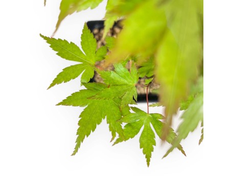 Acer Palmatum Katsura - Arce - 33 cm