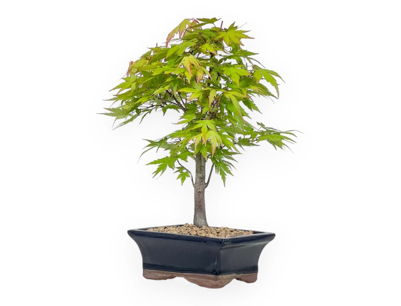 Acer Palmatum Katsura - Ahorn - 33 cm