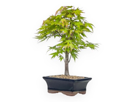 Acer Palmatum Katsura - Acer - 33 cm