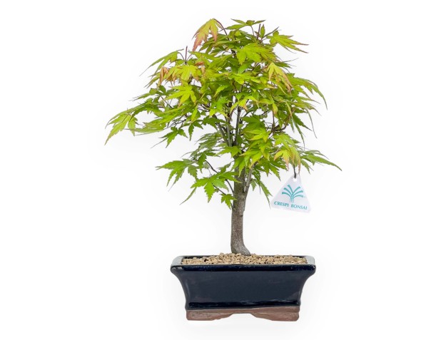 Acer Palmatum Katsura - Arce - 33 cm