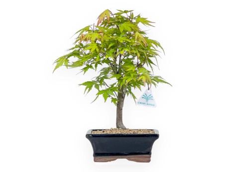 Acer Palmatum Katsura - Érable - 33 cm