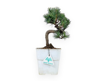 Pinus Pentaphylla - Kiefer - 27 cm