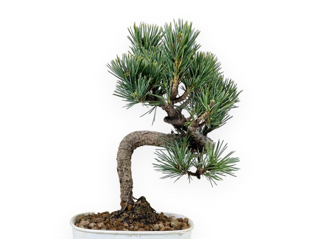 Pinus Pentaphylla - Kiefer - 27 cm 2
