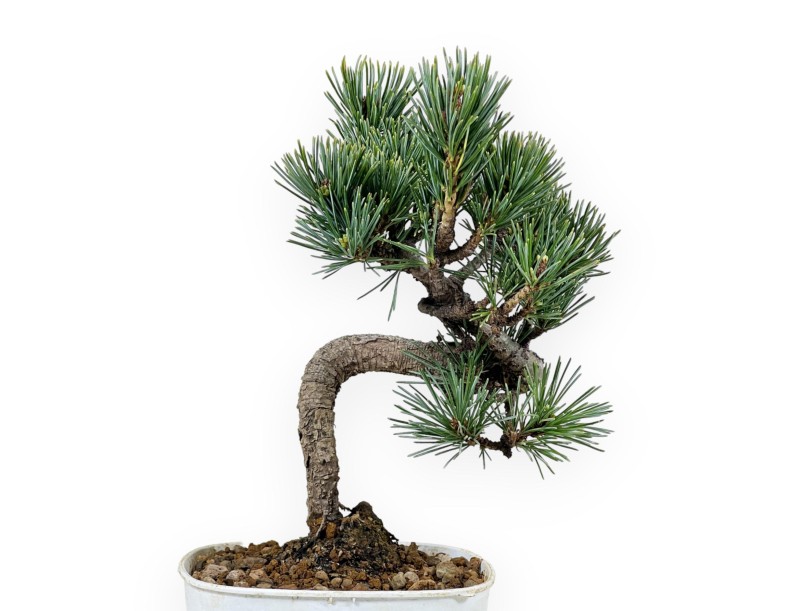 Pinus Pentaphylla - Kiefer - 27 cm