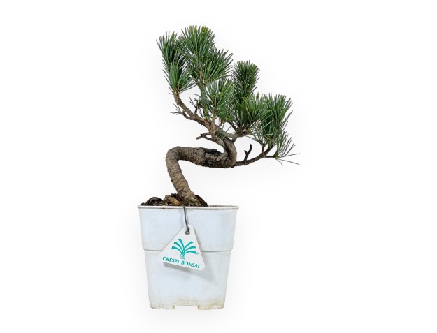 Pinus Pentaphylla - Pino - 29 cm