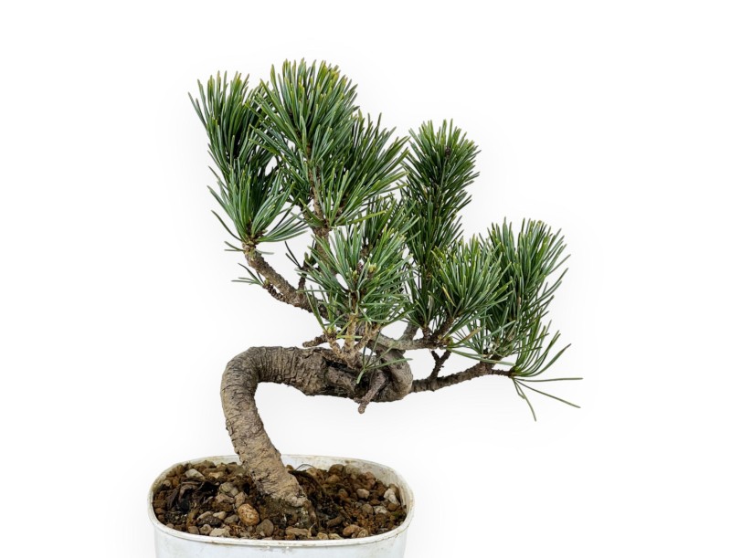 Pinus Pentaphylla - Pine five needles - 29 cm
