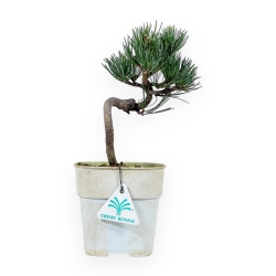 Pinus Pentaphylla - Kiefer - 27 cm