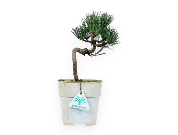 Pinus Pentaphylla - Pine five needles - 27 cm