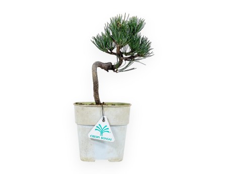 Pinus Pentaphylla - Den - 27 cm