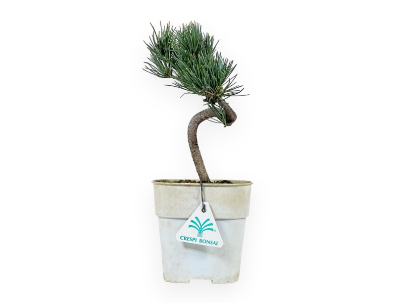 Pinus Pentaphylla - Pine five needles - 27 cm