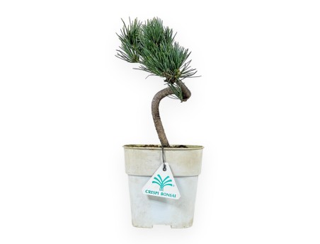 Pinus Pentaphylla - Pine five needles - 27 cm