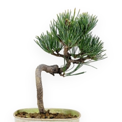 Pinus Pentaphylla - Pino - 27 cm