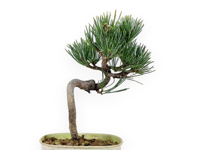 Pinus Pentaphylla - Den - 27 cm