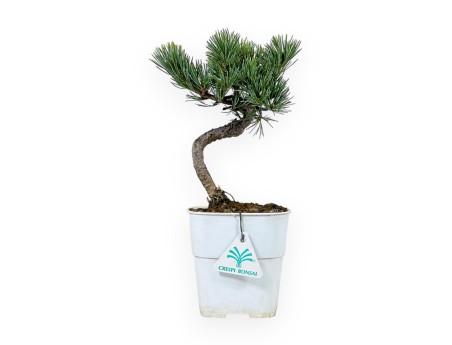 Pinus Pentaphylla - Pine five needles - 28 cm