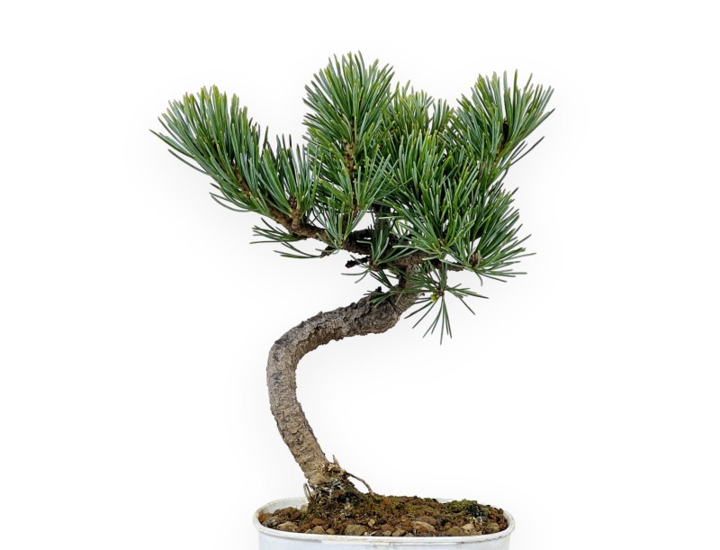 Pinus Pentaphylla - Pine five needles - 28 cm