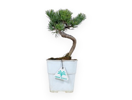 Pinus Pentaphylla - Pino - 28 cm
