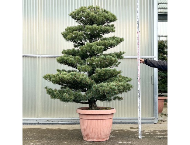 Pinus Pentaphylla - Pino a cinque aghi - 250 cm