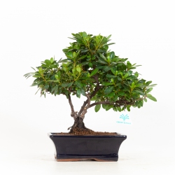 Rhododendrum indicum - Azalea - 33 cm