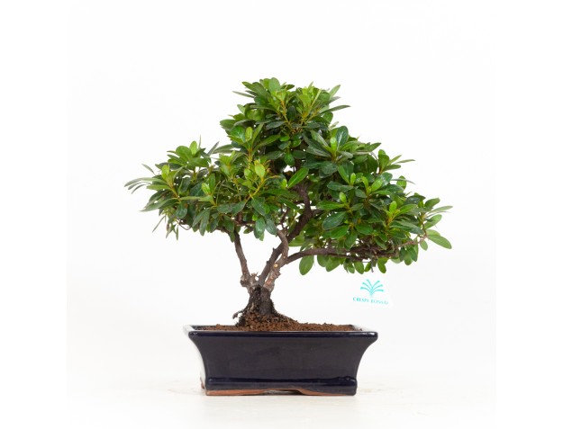 Rhododendrum indicum - Azalée - 33 cm