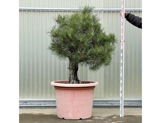 Pinus Thunbergii - Pino Nero - 163 cm