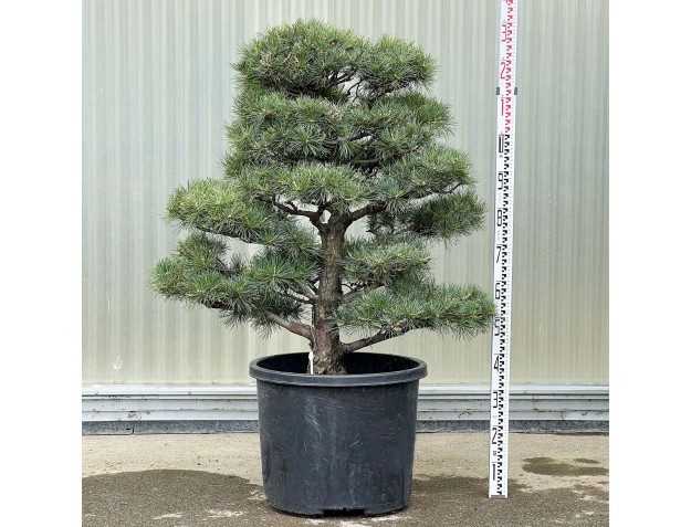 Pinus Pentaphylla - Pino a cinque aghi - 130 cm