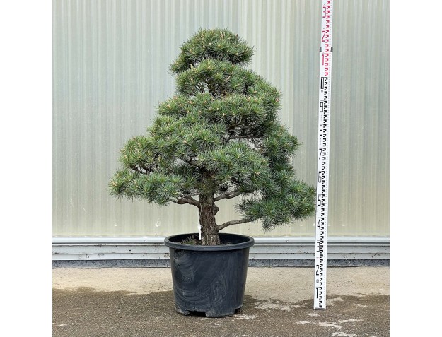 Pinus Pentaphylla - Pino a cinque aghi - 120 cm