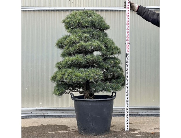 Pinus Pentaphylla - Pino a cinque aghi - 160 cm