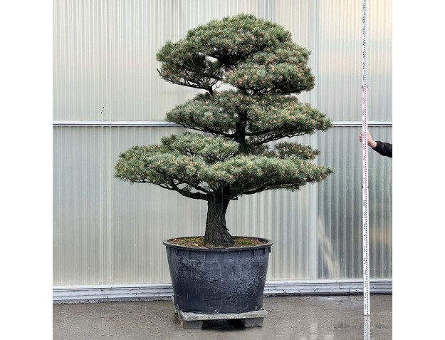 Pinus Pentaphylla - Pin à cinq aigulles - 260 cm