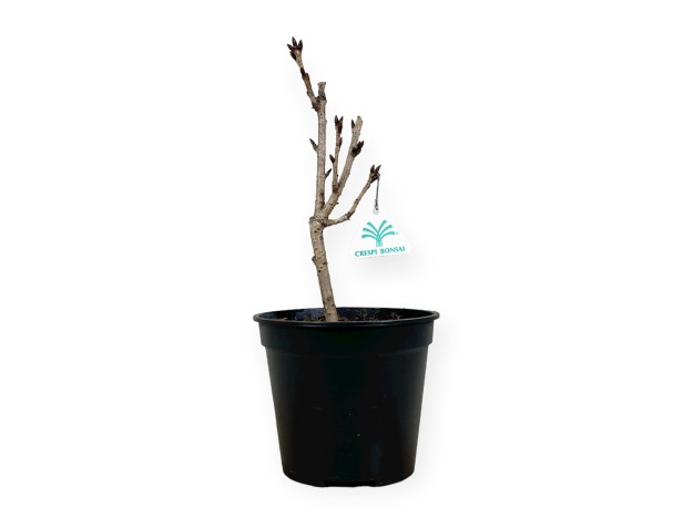 Prunus kanzan - 32 cm