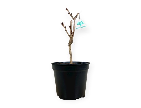 Prunus kanzan - 32 cm