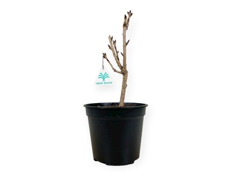 Prunus kanzan - 32 cm