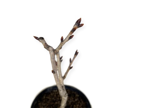 Prunus kanzan - 32 cm