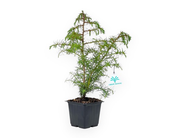 Cryptomeria Japonica Elegans - 36 cm 2