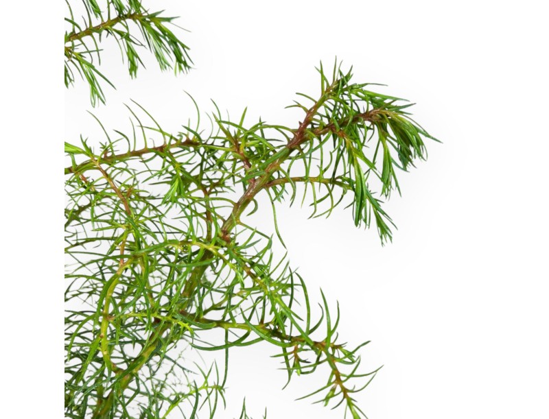 Cryptomeria Japonica Elegans - 36 cm