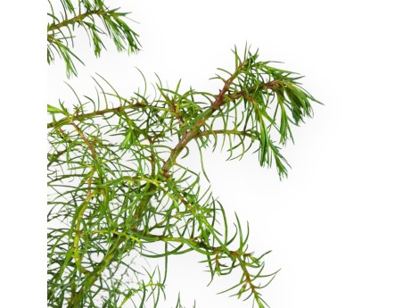Cryptomeria Japonica Elegans - 36 cm