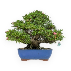 Rhododendron Indicum Akane - Azalea - 47 cm