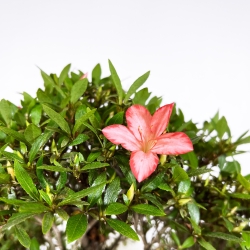 Rhododendron Indicum Akane - Azalea - 47 cm