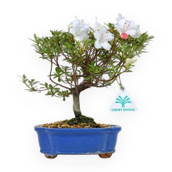 Rhododendron Indicum - Azalea - 24 cm