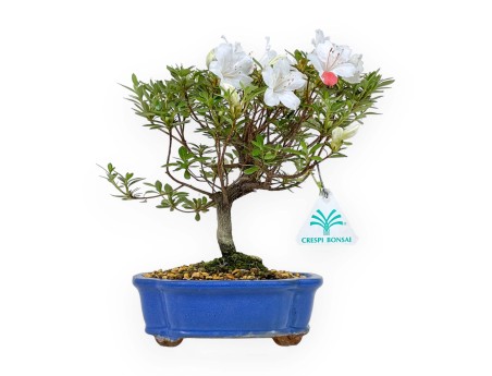 Rhododendron Indicum - Azalée - 24 cm