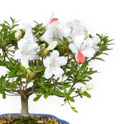 Rhododendron Indicum - Azalea - 24 cm