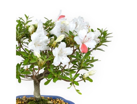 Rhododendron Indicum - Azalea - 24 cm
