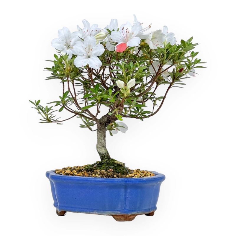 Rhododendron Indicum - Azalea - 24 cm