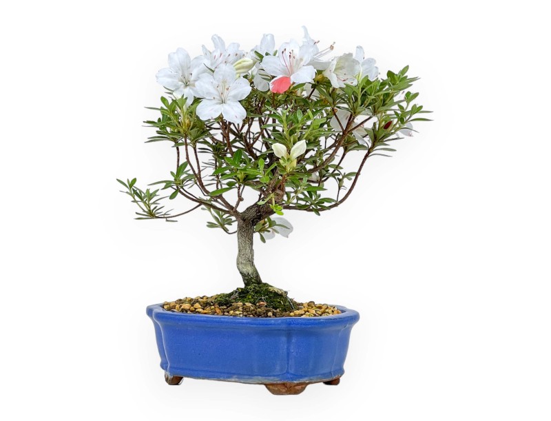 Rhododendron Indicum - Azalée - 24 cm