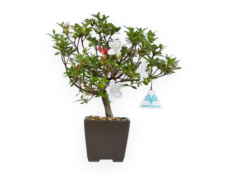 Rhododendron Indicum - Azalée - 27,5 cm