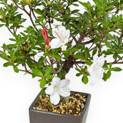 Rhododendron Indicum - Azalea - 27,5 cm