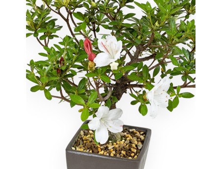 Rhododendron Indicum - Azalée - 27,5 cm