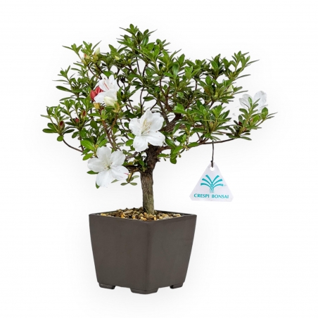 Rhododendron Indicum - Azalée - 27,5 cm