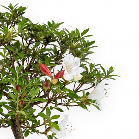 Rhododendron Indicum - Azalea - 27,5 cm