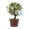Rhododendron Indicum - Azalea - 26 cm